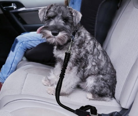 SafePaws™ - CINTURÓN DE SEGURIDAD PARA MASCOTAS